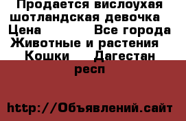 Продается вислоухая шотландская девочка › Цена ­ 8 500 - Все города Животные и растения » Кошки   . Дагестан респ.